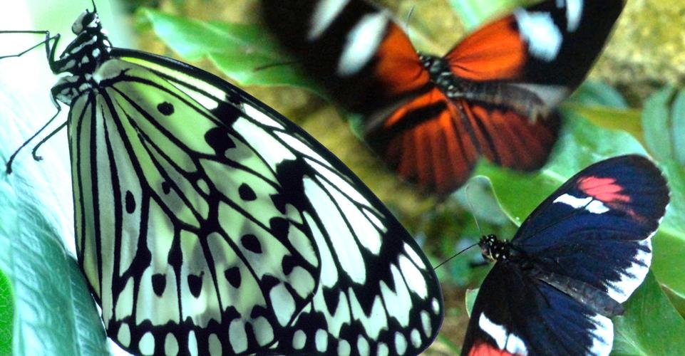 The elusive zebra butterfly.